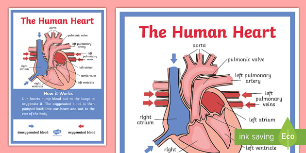 The Human Heart Display Poster (teacher made)