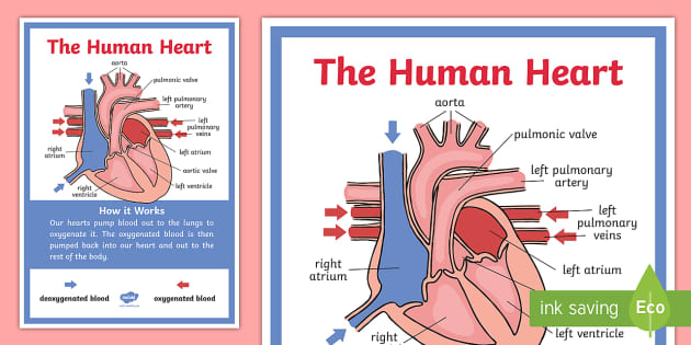 The Human Heart Display Poster  Teacher Made