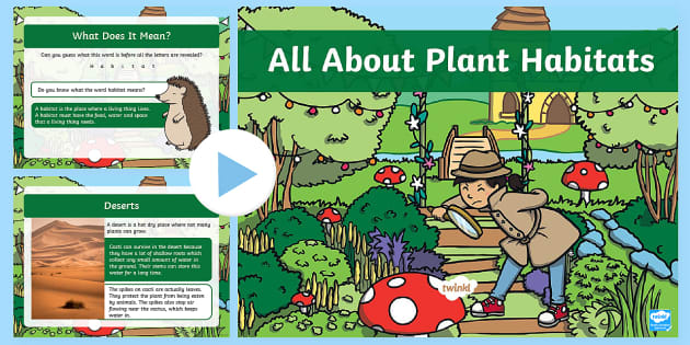 KS1 All About Plant Habitats PowerPoint (teacher made)