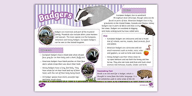 KS2 Badger Fact File Animals Mammals Twinkl