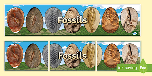 Fossils Display Banner (teacher made) - Twinkl