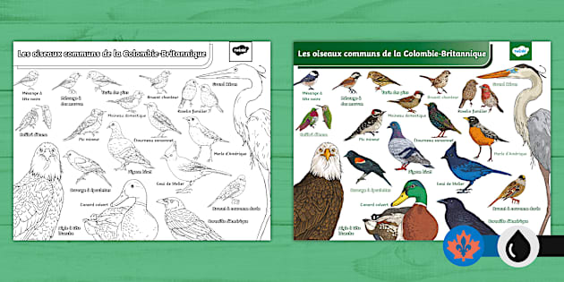 Common Birds of British Columbia French (teacher made)