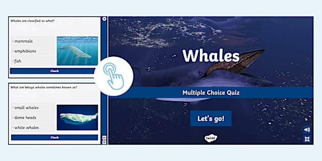 Whale Interactive Multiple Choice Quiz Twinkl Ks2