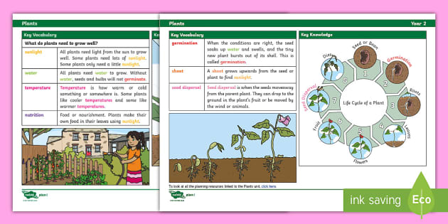 Plants Knowledge Organizer Year 2 Science Teacher Made 2643