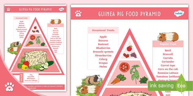 Guinea Pig Food List Printable PDF Safe Fruits Vegetables 