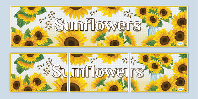 New Sunflower Themed Sunflowers Display Banner Twinkl 4122