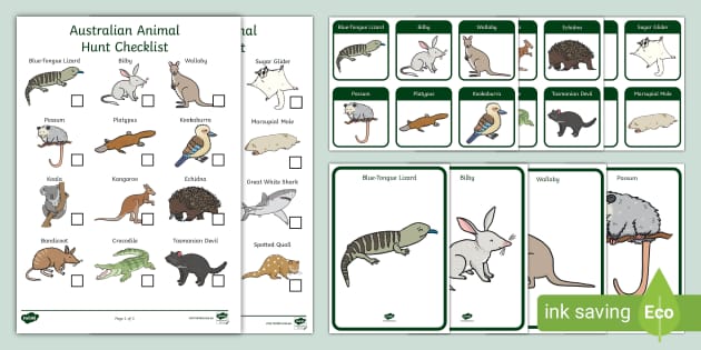 Australian Animal Illustrations Scavenger Hunt | Resources