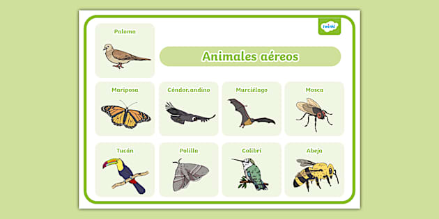 Lámina De Animales Aéreos 