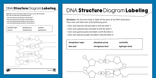 dna structure diagram worksheet