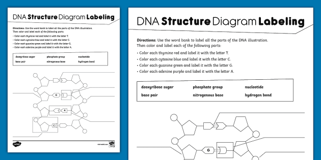 structure of dna labeled