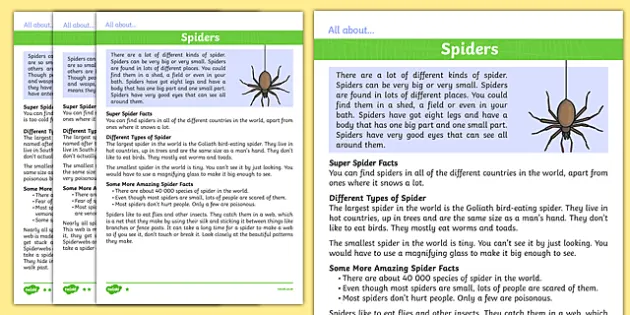 Spiders, facts and information