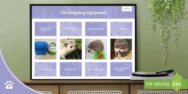 Pet Hedgehog Equipment Fact Sheet Hedgehog Week Pets