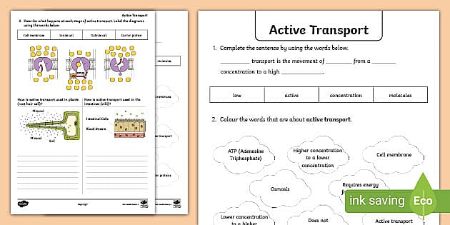 Active Transport Worksheet | PDF Resources | Biology