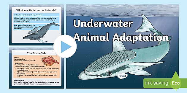 KS2 Underwater Animal Adaptations PowerPoint (teacher made)
