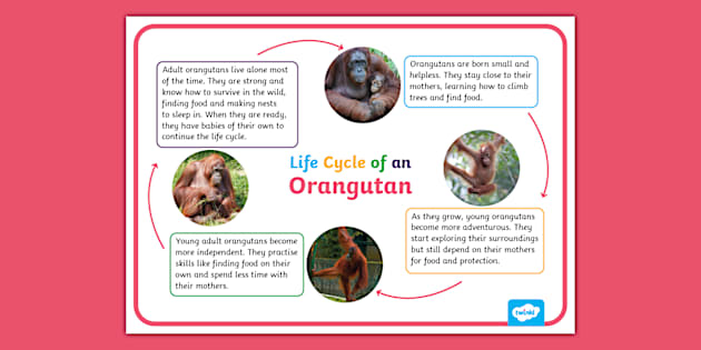 Life Cycle of an Orangutan Display Poster (teacher made)