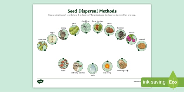 Seed Dispersal Methods Matching Activity Seed Dispersal Methods Matching Activity