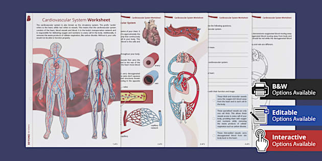 Cardiovascular System Worksheet (teacher-made) - Twinkl