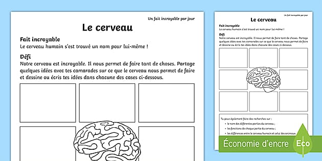 Fiche D activit s Le Cerveau Humain