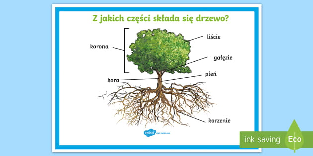 Plakat Z jakich części składa się drzewo?