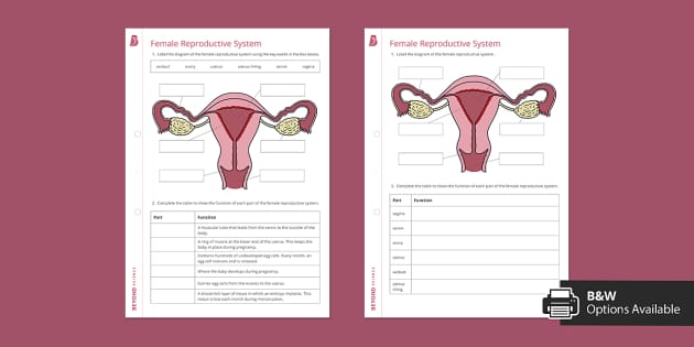 Female Reproductive System Worksheet | Beyond (teacher made)