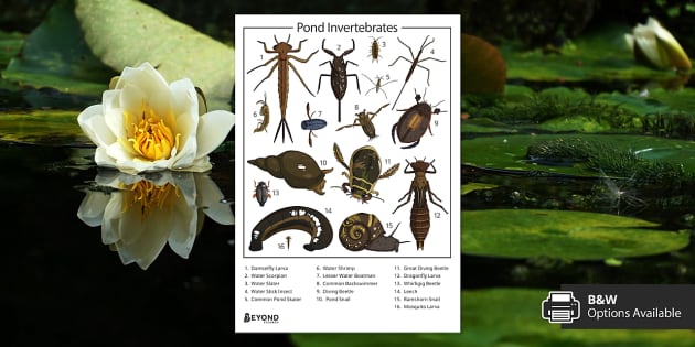 Pond Invertebrates Poster (teacher made) - Twinkl