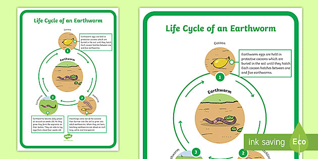 Life Cycle of an Earthworm Poster | Twinkl Display Resource