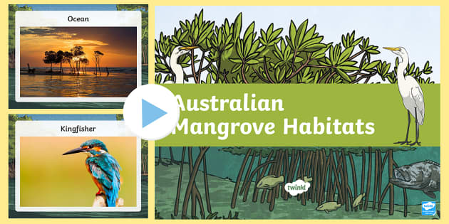 Wetland Animals | Australian Mangrove Habitat PowerPoint