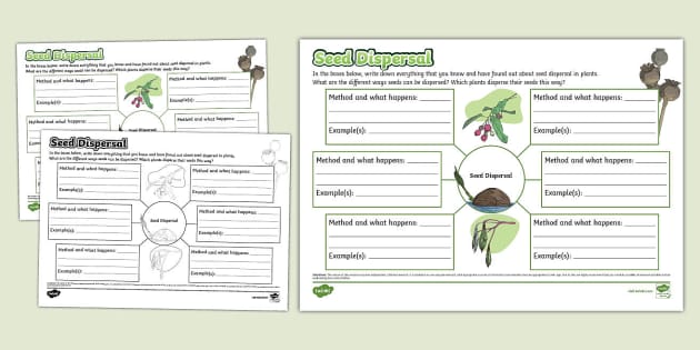 Seed Dispersal Mind Map Teacher Made Twinkl