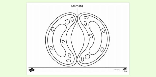 Stomata Diagram, Definition Functions, Structure and its Types