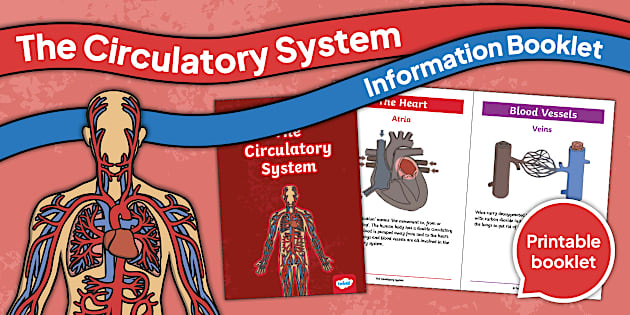 The Circulatory System Information Booklet