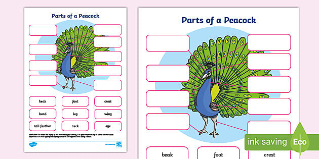 Parts of a Peacock Labelling Activity - Twinkl - KS1