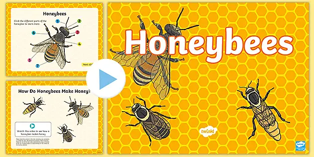 Bee Anatomy Worksheet – Bee Diagram –Foundation – Y2