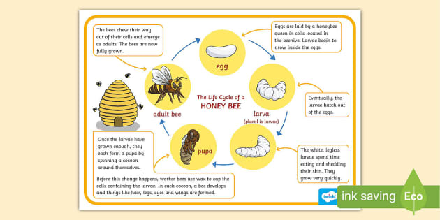 Honey Bee Life Cycle Poster (Hecho por educadores) - Twinkl
