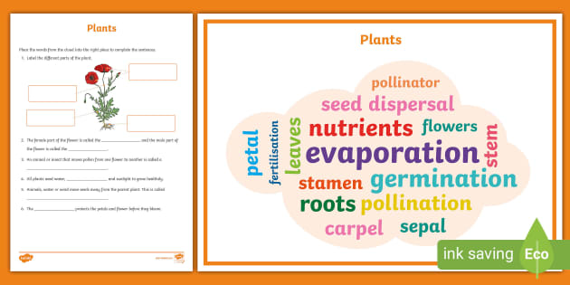 Y3 Plants Science Vocabulary Cloud and Retrieval Questions