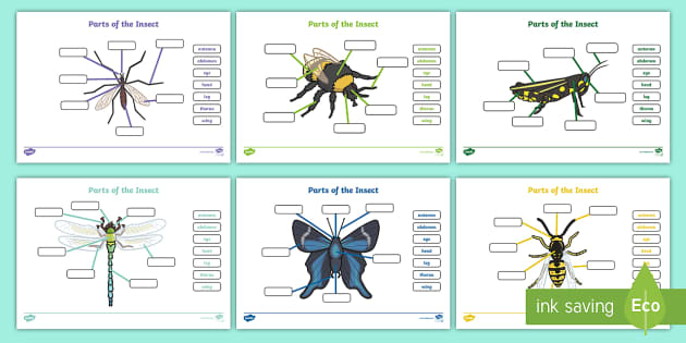 insect-body-parts-fill-in-the-blanks-worksheet-twinkl