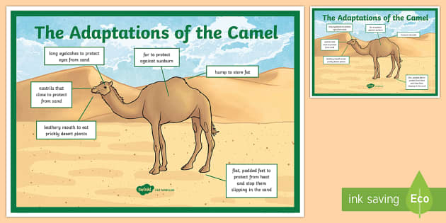 Camel Adaptation A4 Display Poster (teacher made) - Twinkl