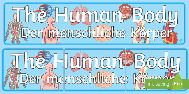 De T T 13650 The Human Body Display Banner English German Ver 1 