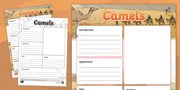 Camels Non Chronological Report Template Teacher Made 1319