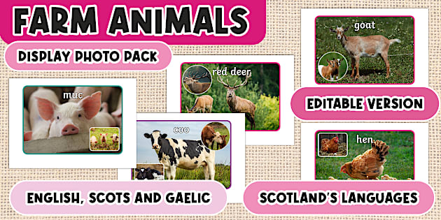 Math Display Pack Scotland's Languages: Farm Animals Photo Pack