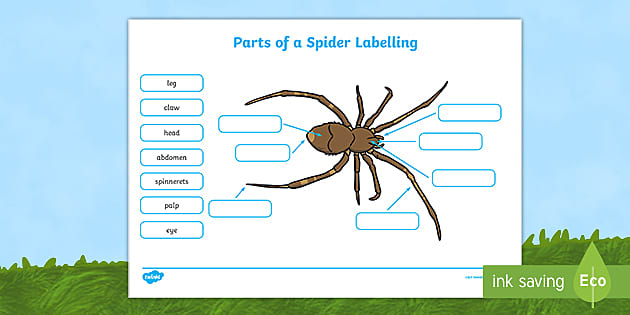 Diagram of a Spider with Labels - Body Parts Worksheets