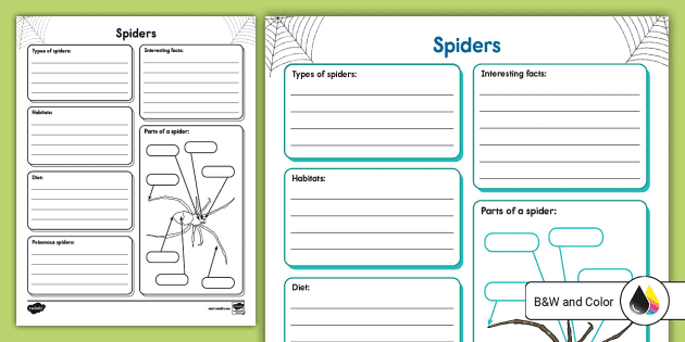 Spider Research Graphic Organizer (Teacher-Made) - Twinkl