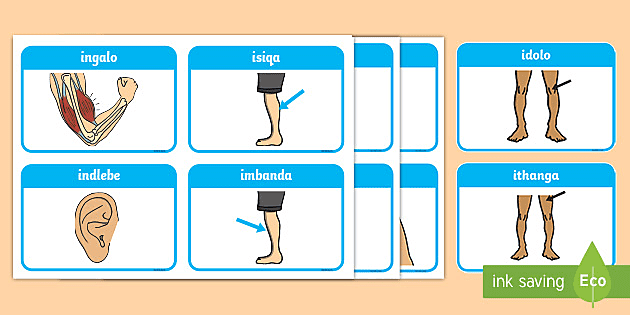 free xhosa for beginners classroom display pack