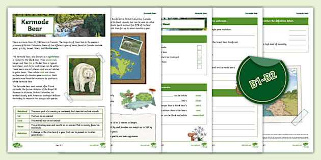 ESL Kermode Bear Fact File [Kids, B1-B2] (teacher made)