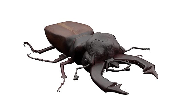Stag Beetle Augmented Reality Ar Quick Look Model