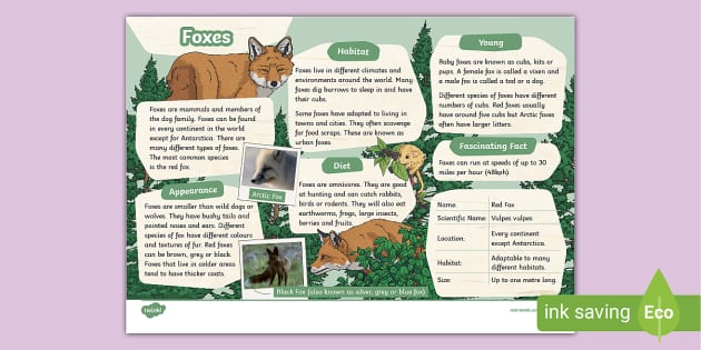 Foxes KS2 Fact File