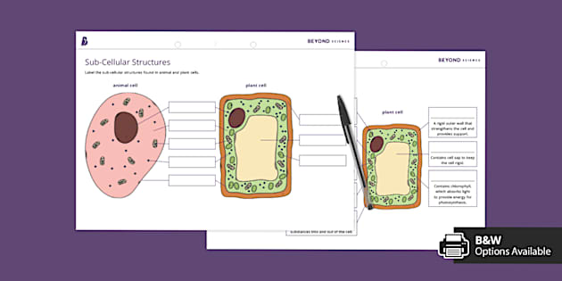 Animal and Plant Cell Labelling Worksheet | KS3 Biology