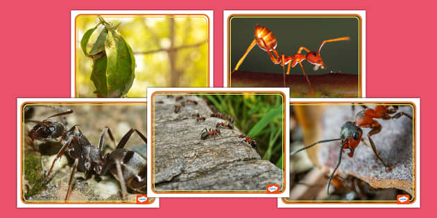 Ant Photos (teacher made) - Twinkl