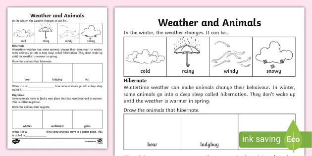 Weather and Animals Worksheet (Teacher-Made) - Twinkl