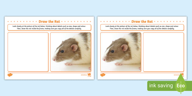 Draw the Rat Art Activity, How to draw a rat (teacher made)