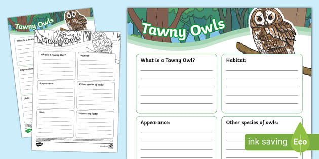 New Tawny Owl Fact File Template Lenseignant A Fait